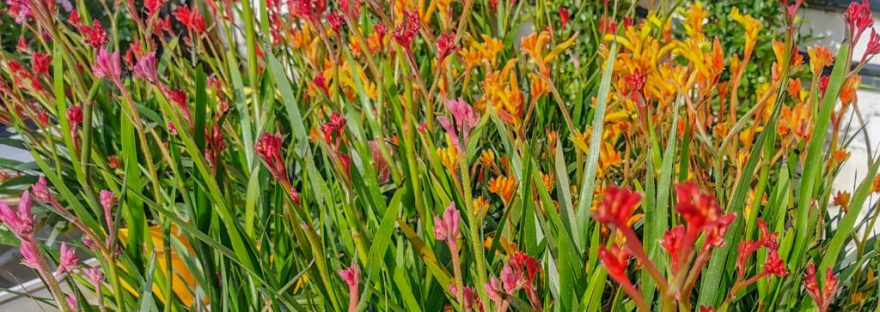 Creator: Killian Driscoll Copyright: Killian Driscoll, Creative Commons Attribution 4.0 Int. License